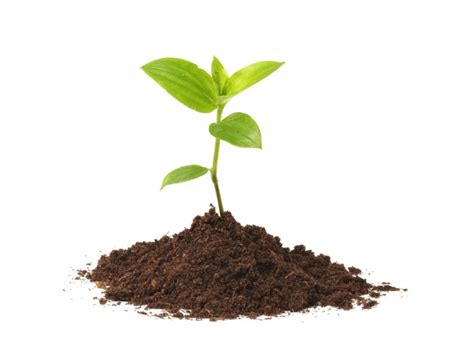 Revitalize Your Outdoor Space with Magic Dirt Potting Soil